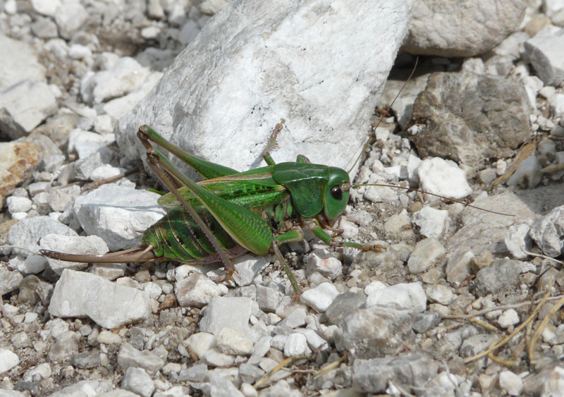 Tettigonide da identificare